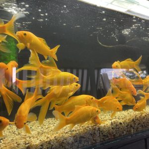 Lemon Comet Goldfish