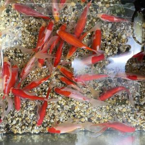 Red & White Comet Gold Fish